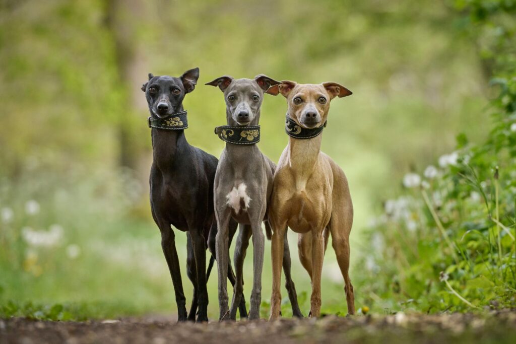 whippets