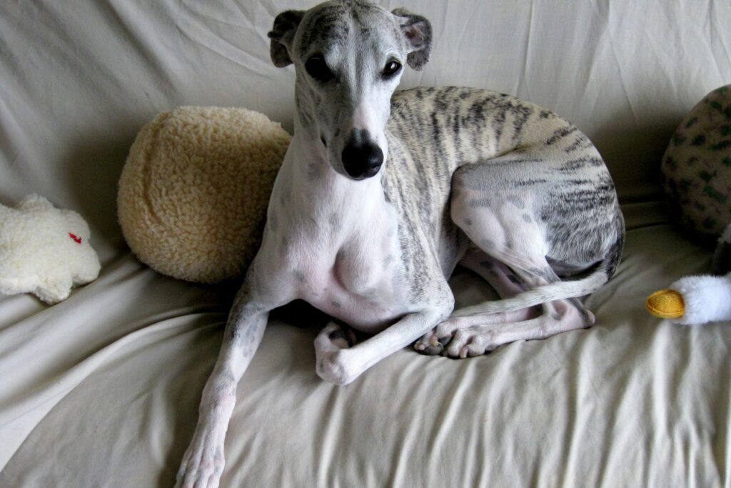 whippet hamilton drainage